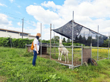 お世話になっている石川農園さんの敷地で飼われている山羊の「パッション」くんです。