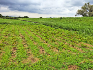 じゃがいもの収穫です！
